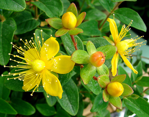 stJohnswort