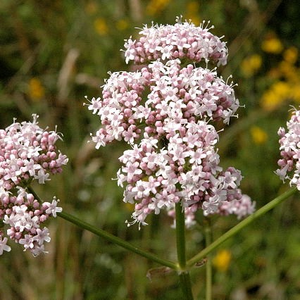 VALERIAN-ROOT