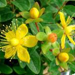 St John’s Wort